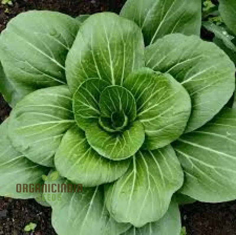 Pak Choi Da Cheong Chae F1 Seeds - Premium Gardening Seeds for Vibrant Greens