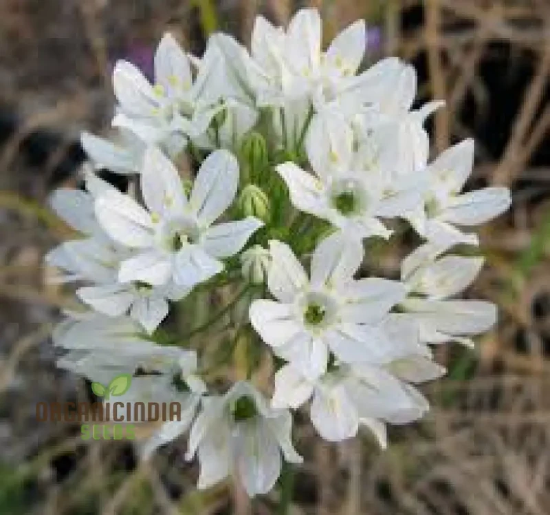 Triteleia hyacinthina Seeds - Rare Garden Flowers for Stunning Spring Blooms in Your Gardening Collection