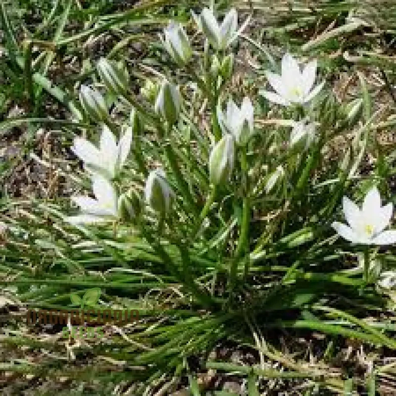 Triteleia hyacinthina Seeds - Rare Garden Flowers for Stunning Spring Blooms in Your Gardening Collection