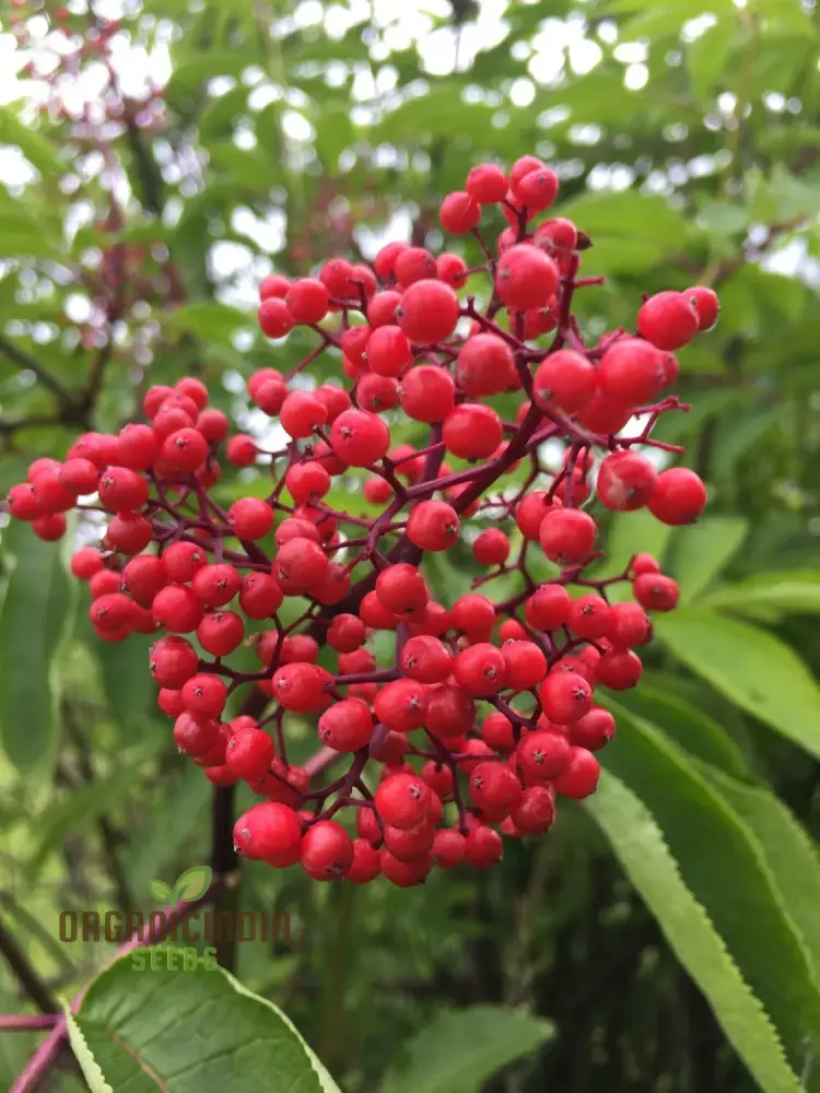 Sambucus Sachalinensis Seeds - Premium Gardening Planting Kit for Beginners and Experts