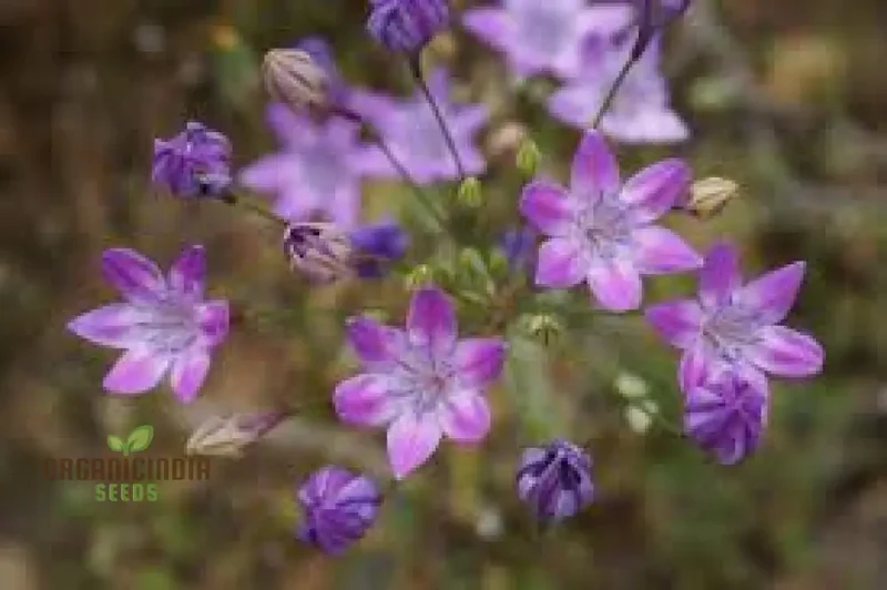 Triteleia bridgesii Seeds for Exquisite Garden Blooms | Rare Bulbous Seeds for Spring Gardening