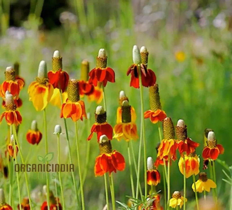 Ratibida Columnifera Flower Seeds For Planting, Vibrant Prairie Flowers for Your Garden