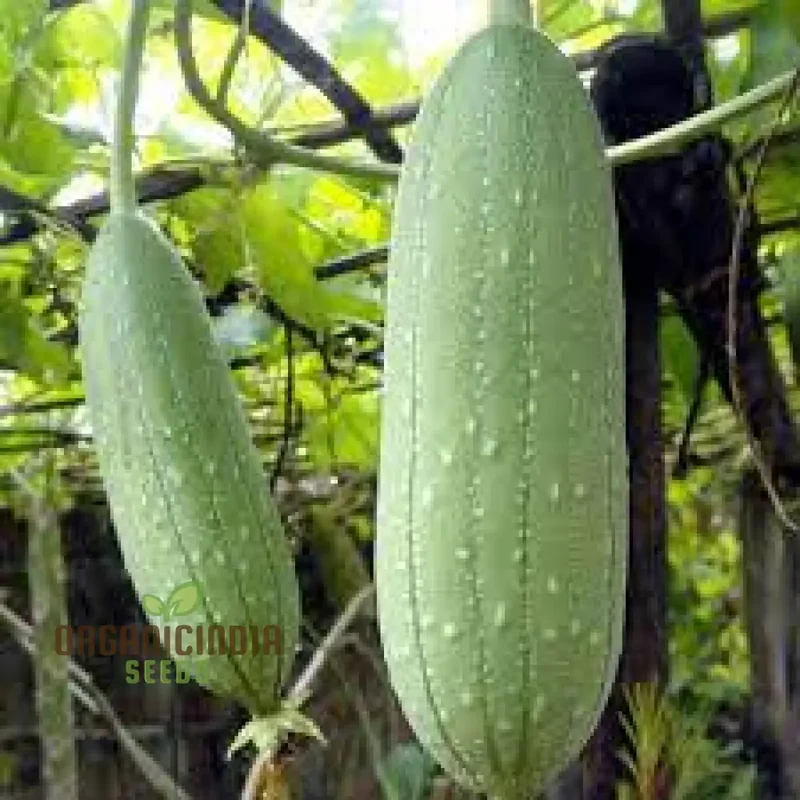 Luffa Aegyptiaca Vegetable Seeds, Premium Quality Gardening Seeds, Grow Your Own Exotic Sponge Gourd