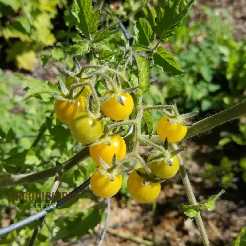 TOMATO COYOTE Seeds for Your Garden | Buy Gardening Seeds Online