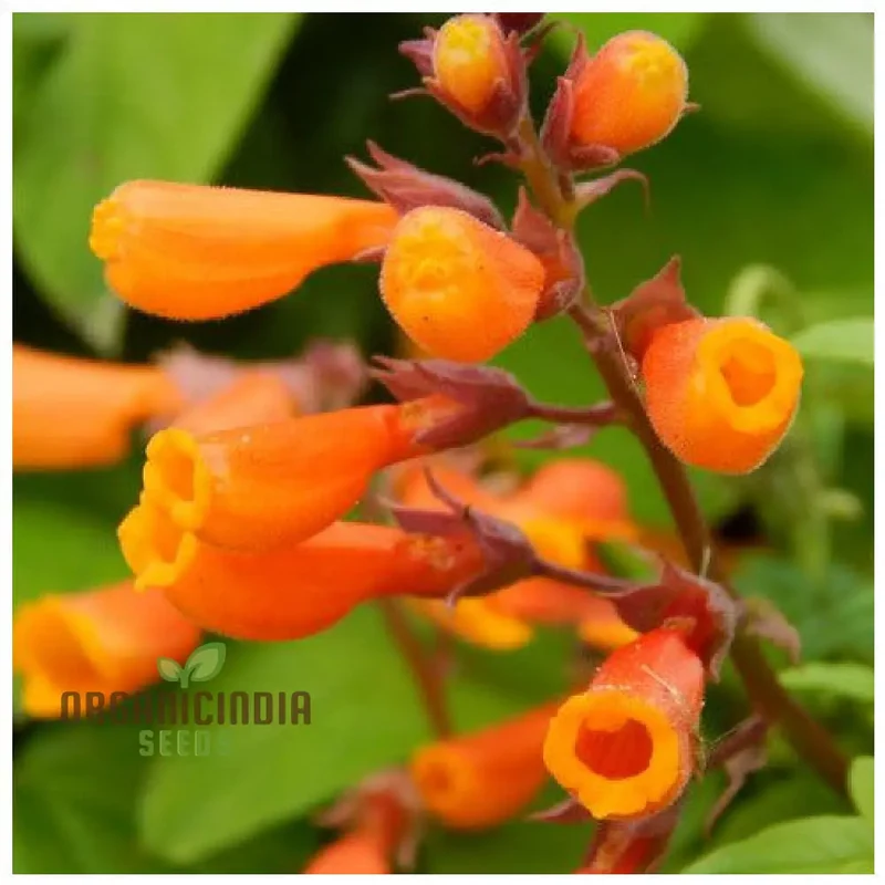 Eccremocarpus Scaber 'Burst of Orange' Flower Seeds For Planting, Adding Bold Color to Your Garden