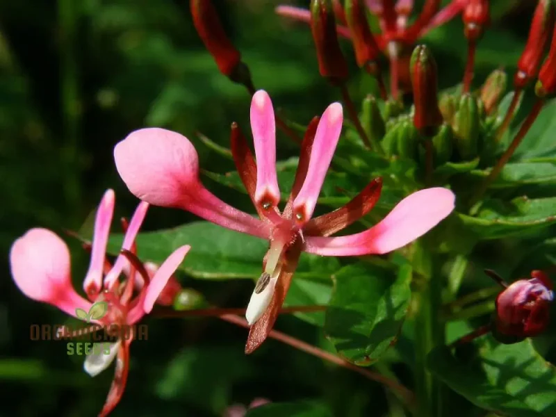 Lopezia Racemosa Flower Seeds, Beautiful and Uncommon Garden Addition, Premium Quality Gardening Seeds