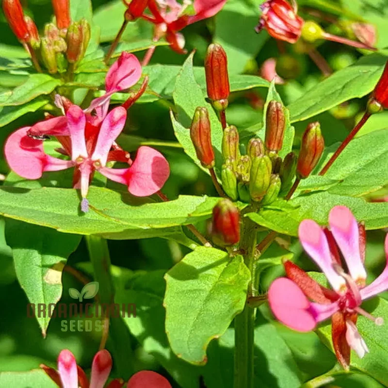Lopezia Racemosa Flower Seeds, Beautiful and Uncommon Garden Addition, Premium Quality Gardening Seeds