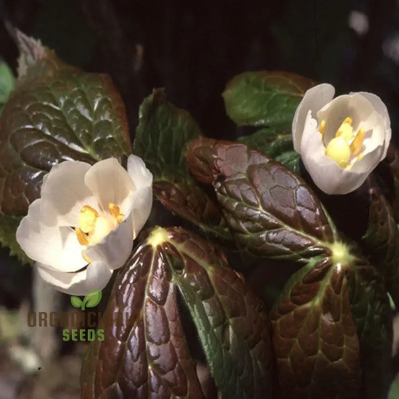 Podophyllum Hexandrum (Emodi) Seeds, Elevate Your Gardening Experience with Unique and Striking Blooms!