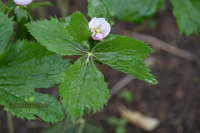 Podophyllum Hexandrum (Emodi) Seeds, Elevate Your Gardening Experience with Unique and Striking Blooms!