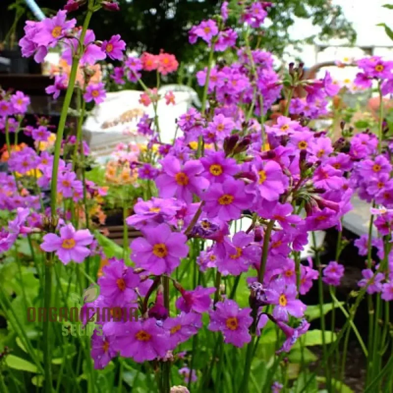 Primula Poissonii Flower Seeds For Planting, Adding Lush Purple Blooms to Your Garden