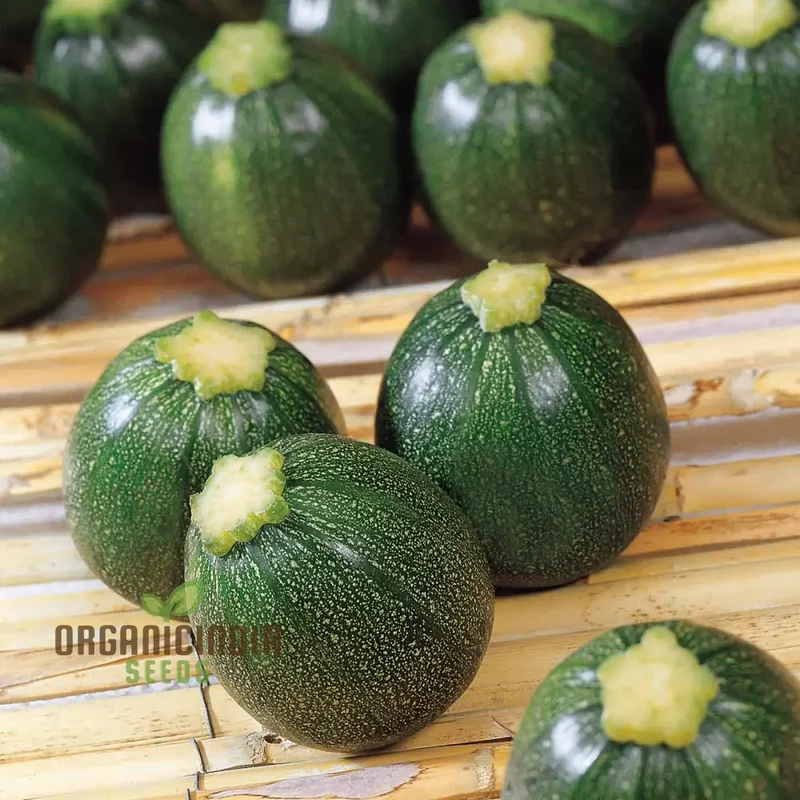 COURGETTE EIGHT BALL F1 Seeds - Premium Gardening Seeds for Your Garden - Quality and Freshness Guaranteed