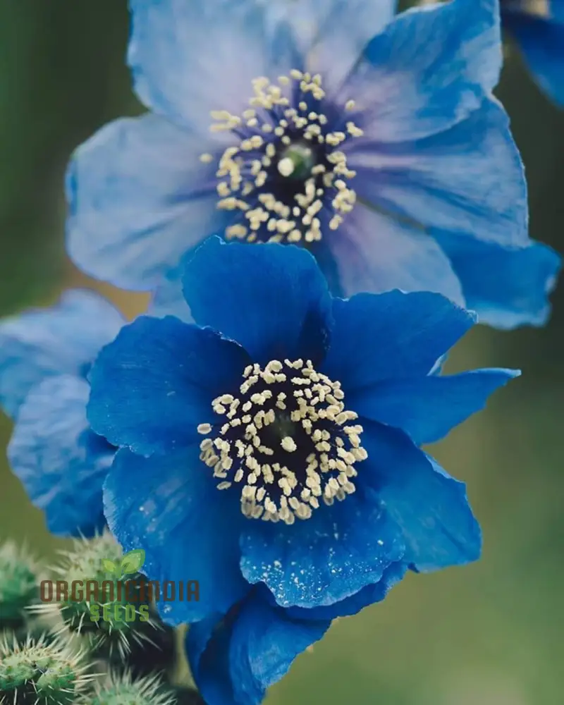 Meconopsis Aculeata Flower Seeds, Rare & Stunning Himalayan Blue Poppies for Gardening, Perfect for Outdoor Gardens