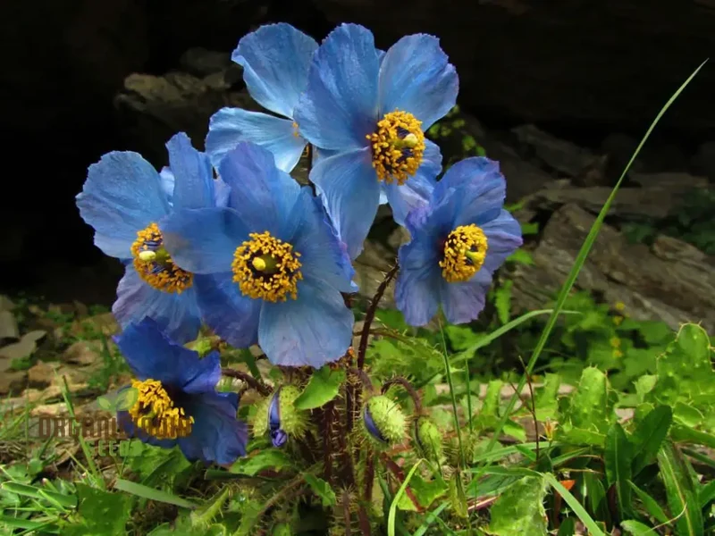 Meconopsis Aculeata Flower Seeds, Rare & Stunning Himalayan Blue Poppies for Gardening, Perfect for Outdoor Gardens