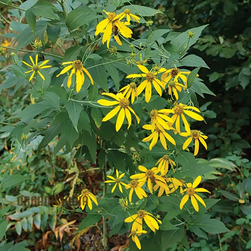 Rudbeckia Laciniata Seeds for Planting, Premium Quality Seeds for Vibrant Gardens