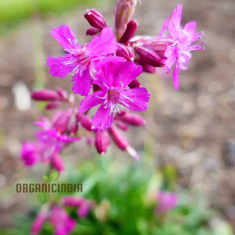 Silene Viscaria Seeds - Premium Planting Seeds for Your Garden