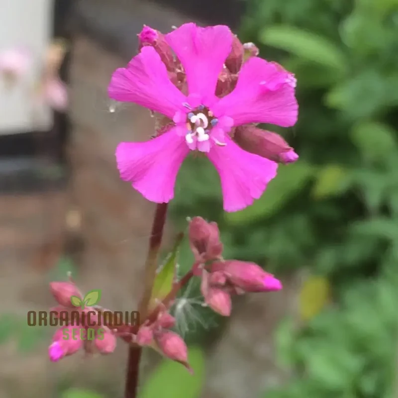 Silene Viscaria Seeds - Premium Planting Seeds for Your Garden