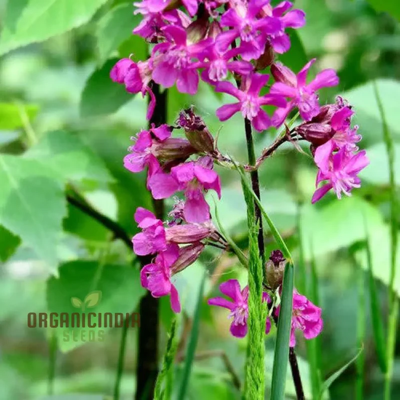 Silene Viscaria Seeds - Premium Planting Seeds for Your Garden