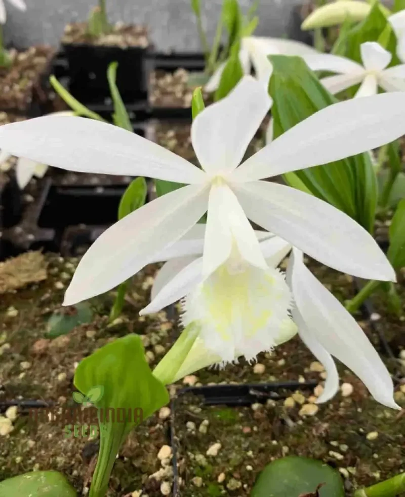 Pleione Orchid Seeds – Elevate Your Gardening with Exotic, Stunning Blooms and Unique Elegance!
