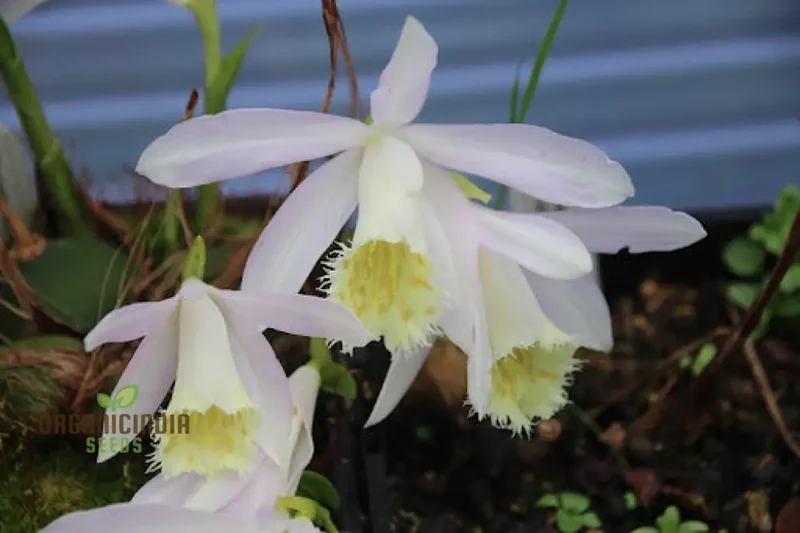 Pleione Orchid Seeds – Elevate Your Gardening with Exotic, Stunning Blooms and Unique Elegance!