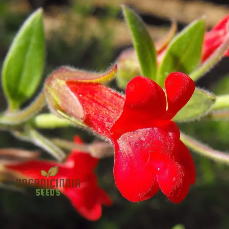 Maurandya Erubescens 'Magic Dragon' flower Seeds for Planting, Perfect for Vibrant Garden
