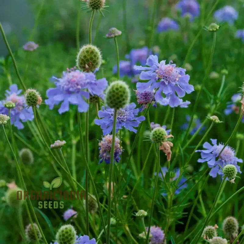 Scabiosa - Atro Blue Pincushion Seeds: Perfect for Gardening Enthusiasts Looking to Cultivate Beautiful Blooms!