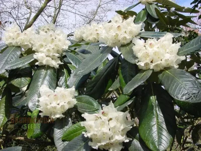 Rhododendron Seeds (Rhododendron macabeanum Seeds) - Majestic Hardy Blooms for Gardens