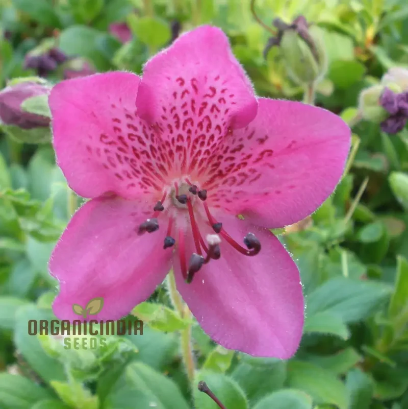 Rhododendron Camtschaticum Flower Seeds For Planting, Cultivating Hardy and Beautiful Arctic Blooms