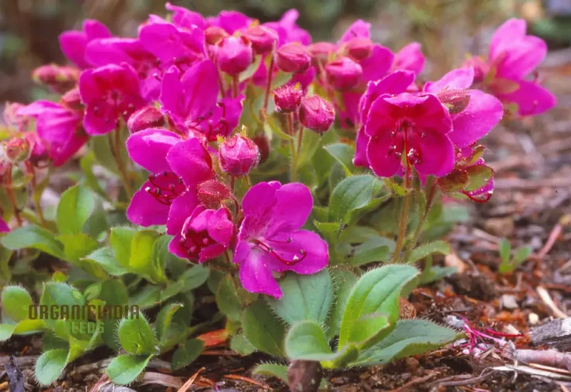 Rhododendron Camtschaticum Flower Seeds For Planting, Cultivating Hardy and Beautiful Arctic Blooms
