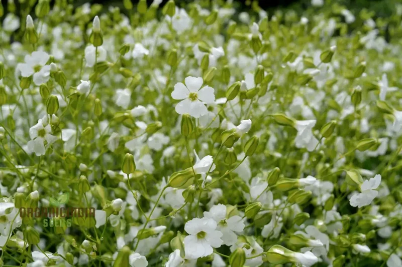Saponaria Vaccaria White Seeds - Premium Quality Gardening Seeds for Beautiful White Flower Blooms in Your Garden