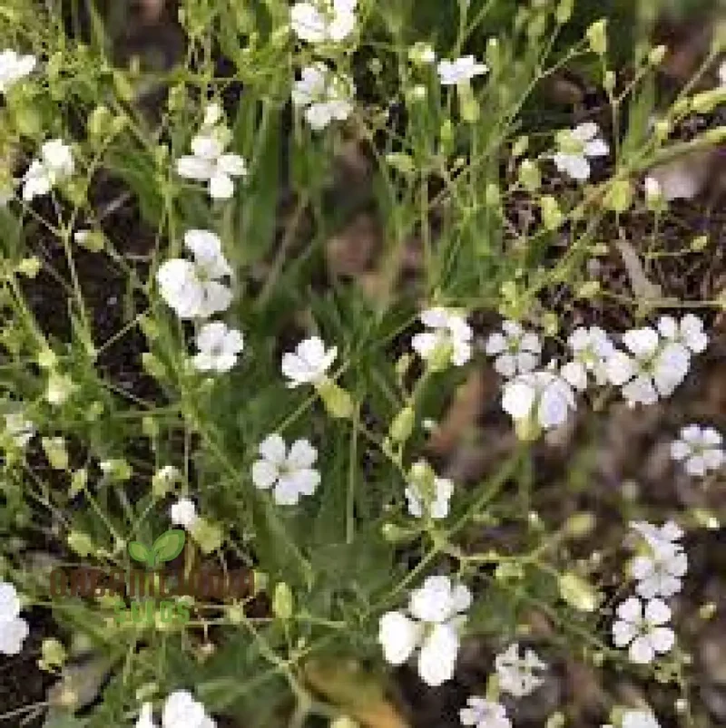 Saponaria Vaccaria White Seeds - Premium Quality Gardening Seeds for Beautiful White Flower Blooms in Your Garden