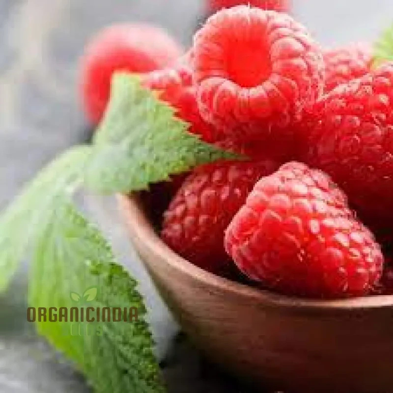RASPBERRY 'RUBY RED' Seeds for Your Garden - Buy Organic Seeds Online