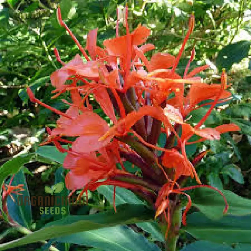 Hedychium Rubrum Seeds Exotic Red Ginger Lily for Your Garden Premium Quality and Easy to Grow