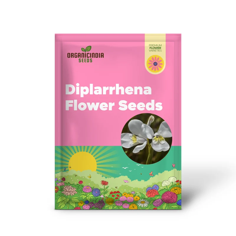Diplarrhena Moraea Flower Seeds For Planting Cultivating Exquisite Blooms in Your Garden