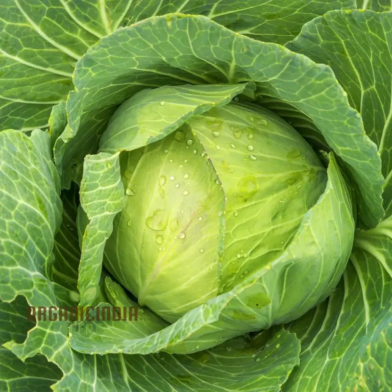 Cabbage Golden Acre Seeds for Gardening Enthusiasts - Buy Organic Seeds Online