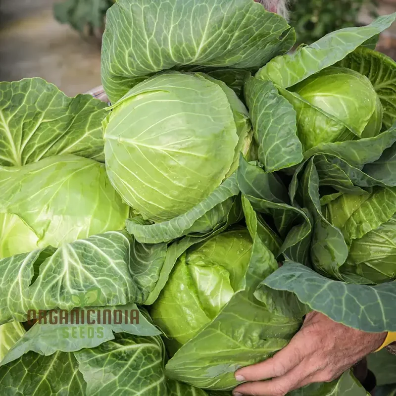Cabbage Golden Acre Seeds for Gardening Enthusiasts - Buy Organic Seeds Online
