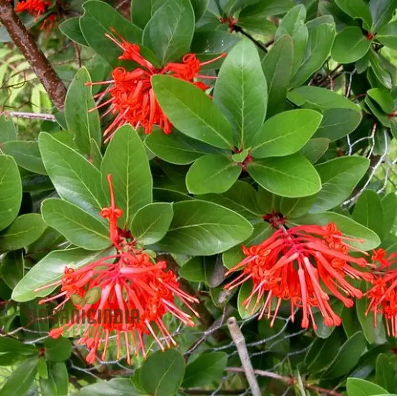 Embothrium Coccineum Flower Seeds For Planting, Growing Brilliant Scarlet Blooms in Your Garden