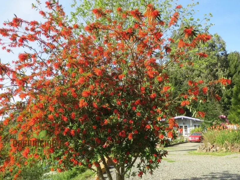 Embothrium Coccineum Flower Seeds For Planting, Growing Brilliant Scarlet Blooms in Your Garden