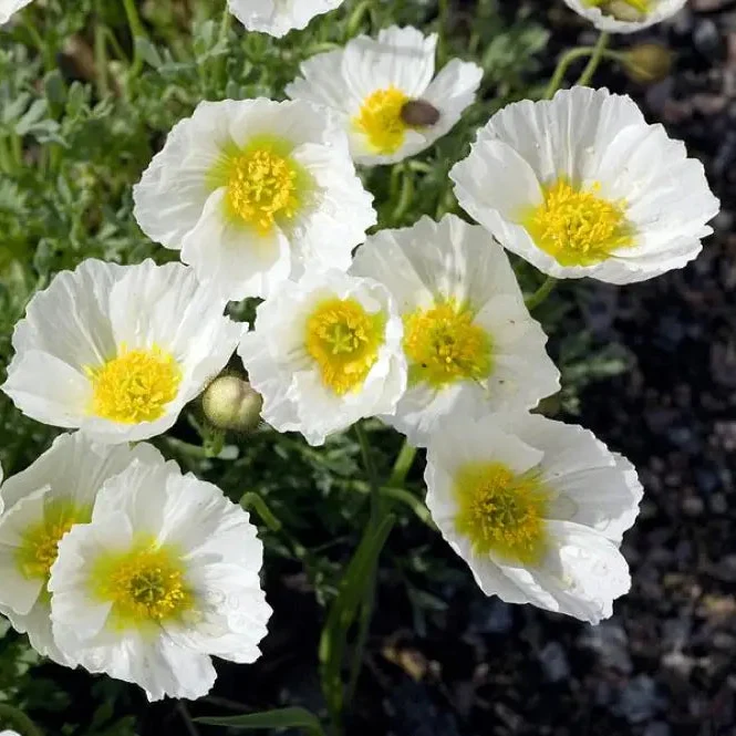 Papaver Sendtneri Seeds for Exquisite Garden Blooms | Rare Perennial Flower Seeds for Gardening Enthusiasts