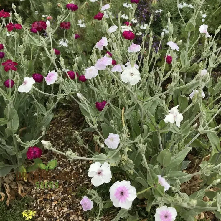 Lychnis Coronaria 'Angel's Blush' Flower Seeds Delicate and Unique Garden Blooms, Premium Seeds for Gardening