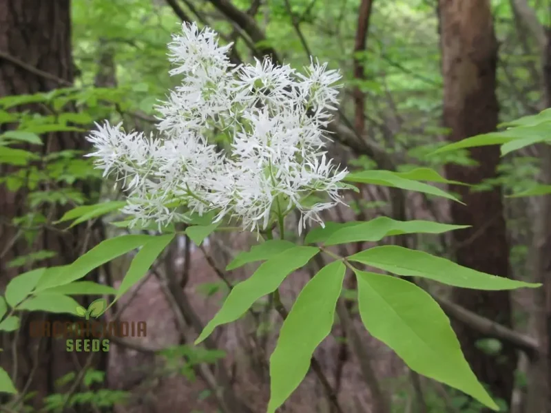 Fraxinus Sieboldiana Seeds - Premium Planting Seeds for Your Garden