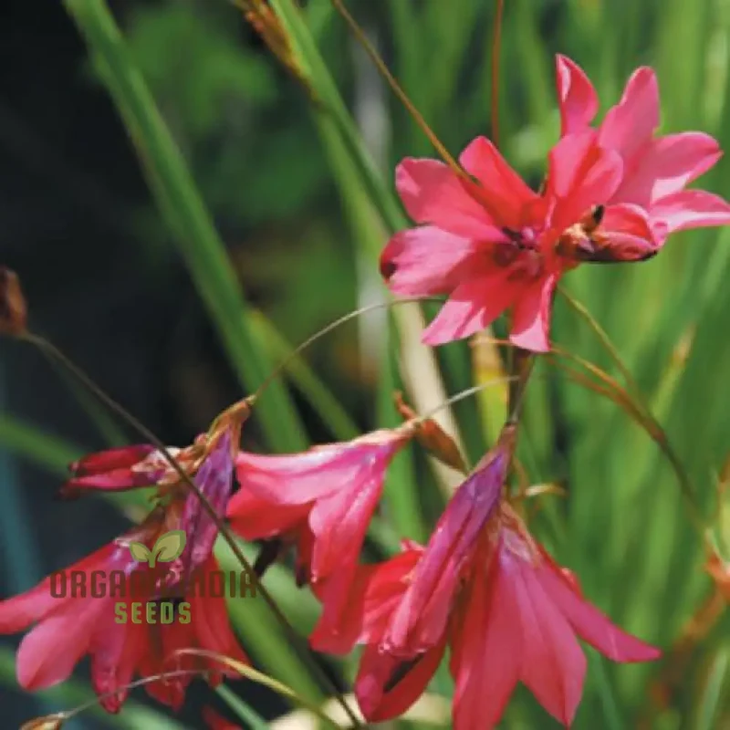 Dierama Barr Hybrids (Pulcherrimum) Flower Seeds For Planting Beautiful and Graceful Additions to Your Garden