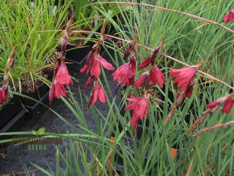 Dierama Barr Hybrids (Pulcherrimum) Flower Seeds For Planting Beautiful and Graceful Additions to Your Garden