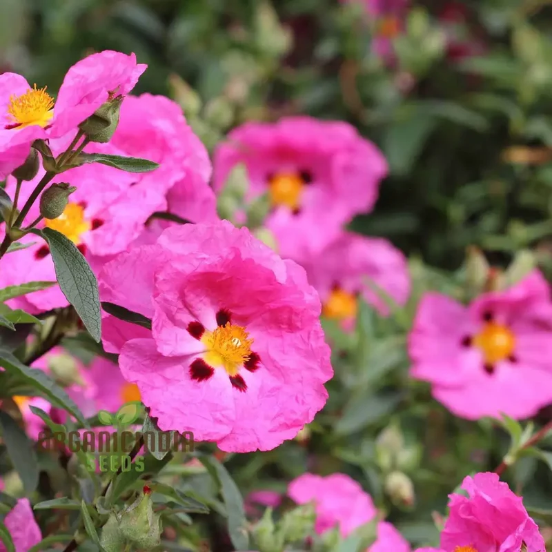 Cistus Albidus 'Pink Silk' Flower Seeds for Planting, Premium Quality for Passionate Gardeners