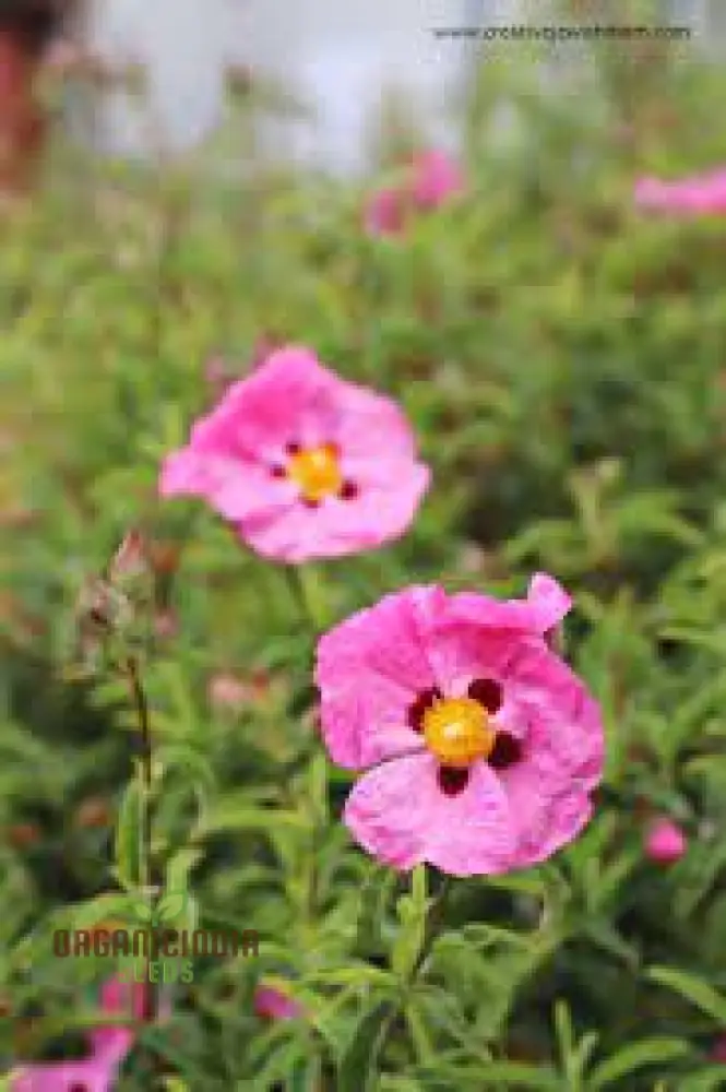 Cistus Albidus 'Pink Silk' Flower Seeds for Planting, Premium Quality for Passionate Gardeners