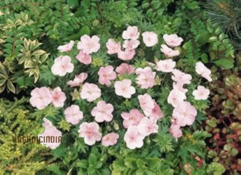 Geranium Pratense 'Pink Ghost' Seeds - Stunning Perennial for Enchanting Gardens and Flowerbeds