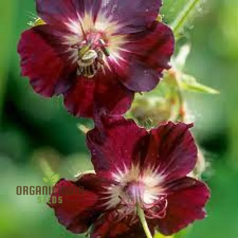Geranium Phaeum Seeds, Gardener's Delight: Elegant Shade-Loving Cranesbill for Your Tranquil Garden