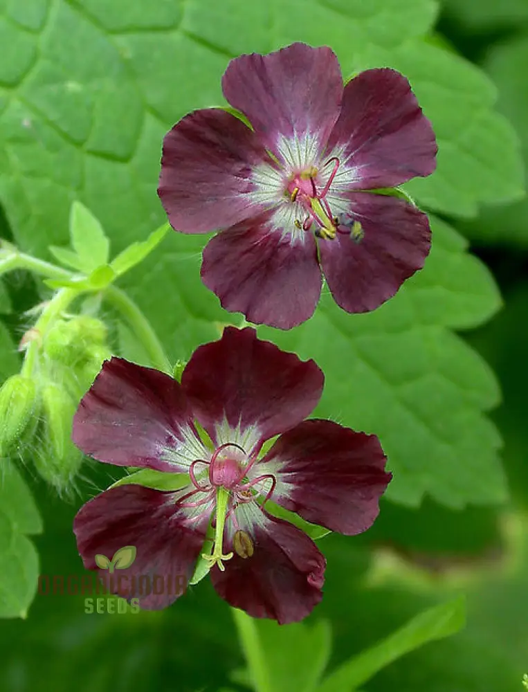 Geranium Phaeum Seeds, Gardener's Delight: Elegant Shade-Loving Cranesbill for Your Tranquil Garden