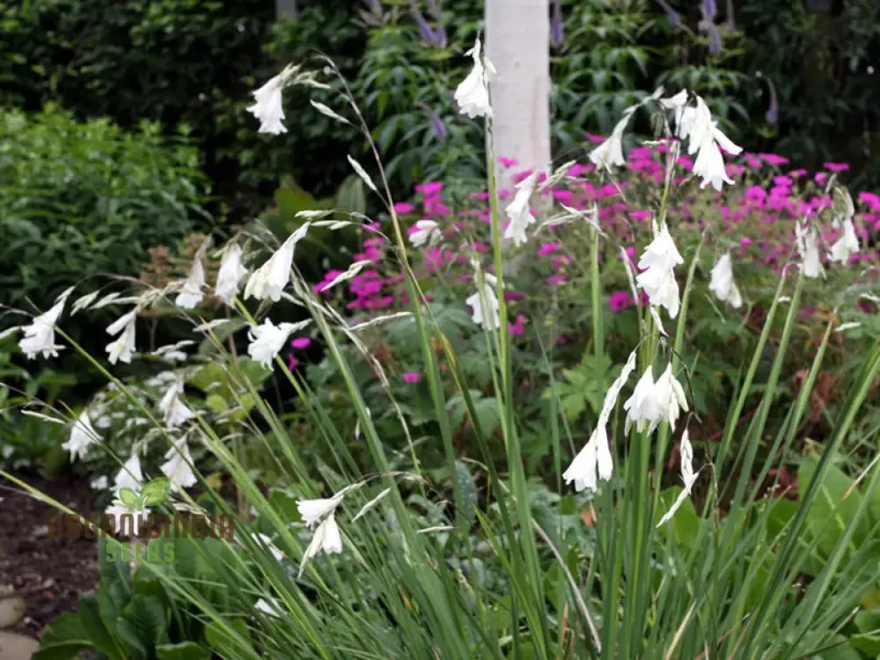 Dierama Argyreum Flower Seeds For Planting, Elegant Blooms to Enrich Your Garden