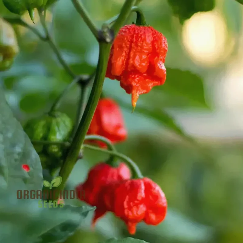PEPPER CAROLINA REAPER Seeds for Planting, Your Gardening Adventure