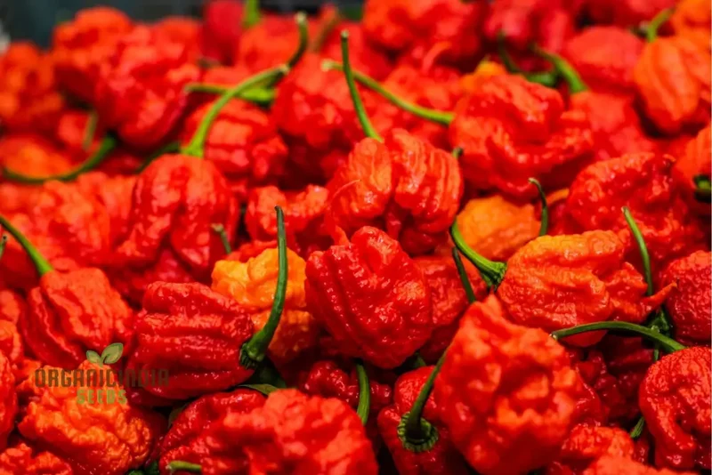 PEPPER CAROLINA REAPER Seeds for Planting, Your Gardening Adventure